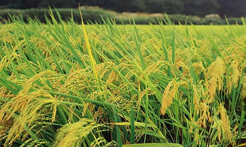 如何科學(xué)施肥？